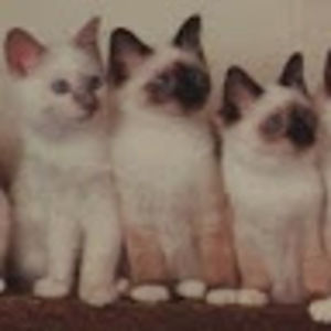 Meet your Posher, Seventh